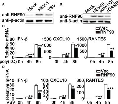 Negative Regulation of RNF90 on RNA Virus-Triggered Antiviral Immune Responses Targeting MAVS